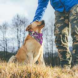 Plum Wave Pet Scarf