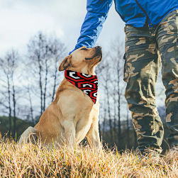Amazing Red Pet Scarf