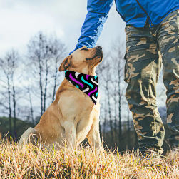 Vibrant Splash 2 Pet Scarf