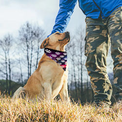 Dog Paw Prints Pet Scarf