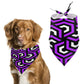 Amazing Lilac Pet Scarf