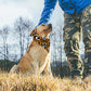 Amazing Orange Pet Scarf