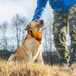 Walk of Love Pet Scarf