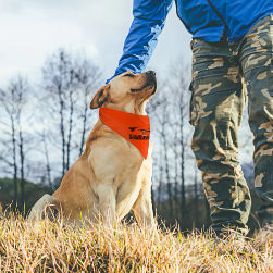 Browns Inspired Pet Scarf