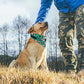 Green Swizzle Pet Scarf